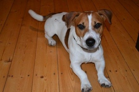 Harry, mon ptit jack...