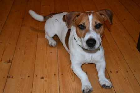 Harry, mon ptit jack...