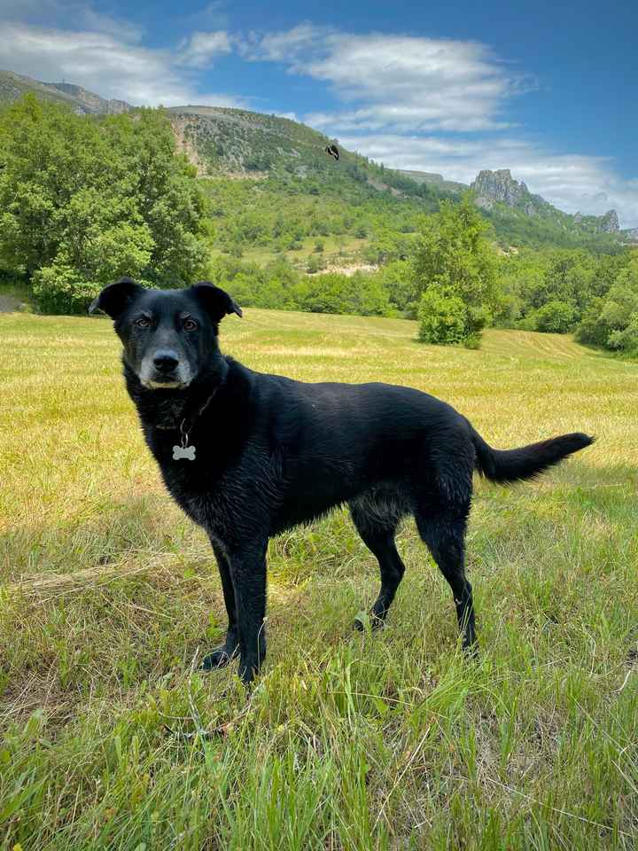 Ton chien ne sera pas très loin pendant tes préparatifs ? 🐶 - 1