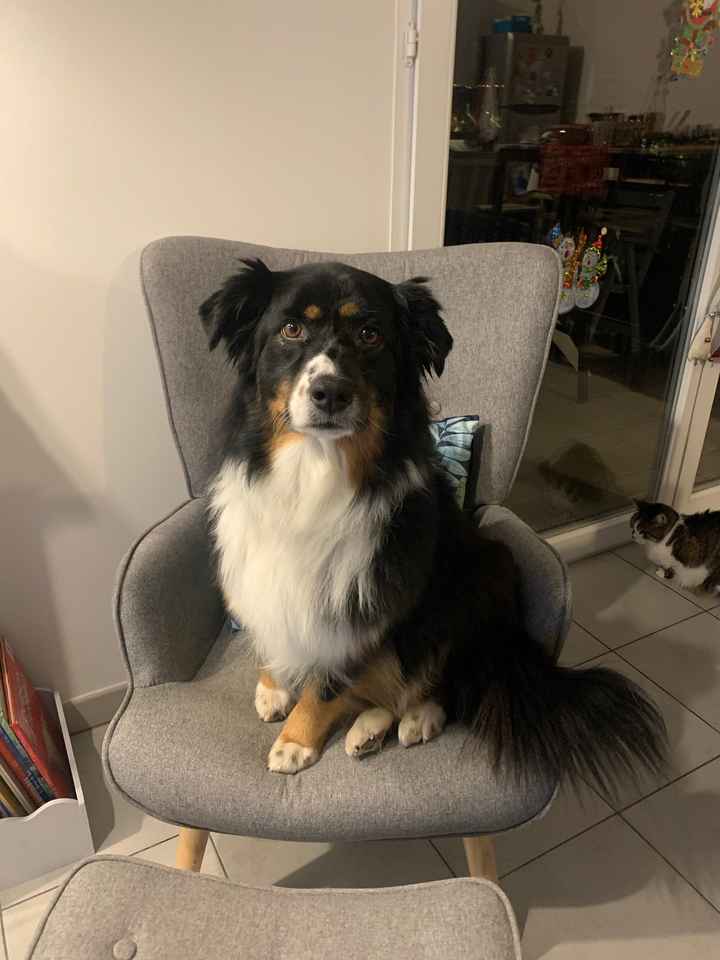 Des photos avec vos chiens ? 🐶 - 1