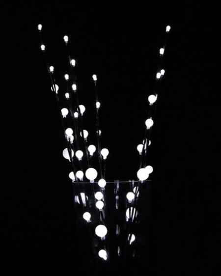 les branches lumineuses 