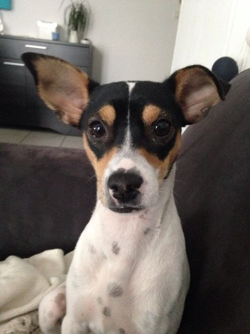 Votre petit compagnon - 1