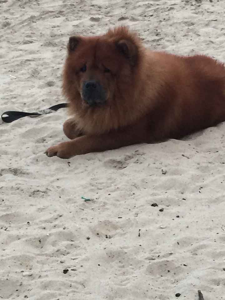 Qui emmène son chien au mariage?? - 1