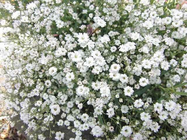 Quel type de fleurs préférez-vous? - 2