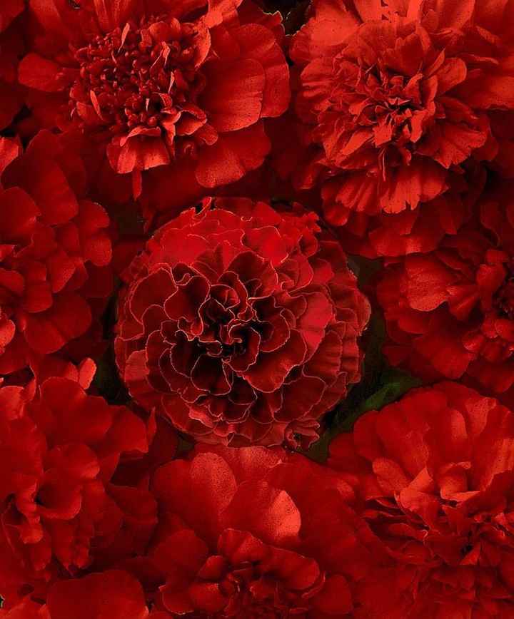 Quel type de fleurs préférez-vous? - 3