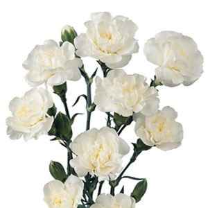 Quelles fleurs pour votre bouquet ? - 4