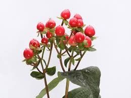 Quel type de fleurs préférez-vous? - 1