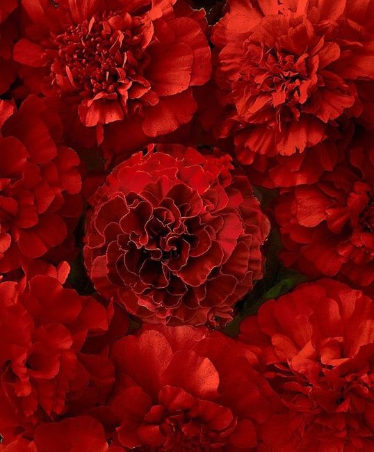 Quel type de fleurs préférez-vous? - 3