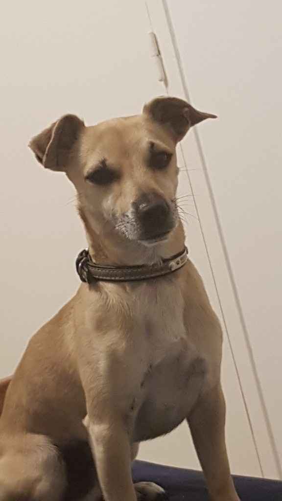 Montrez-moi vos boules de poils ! 😻 - 1