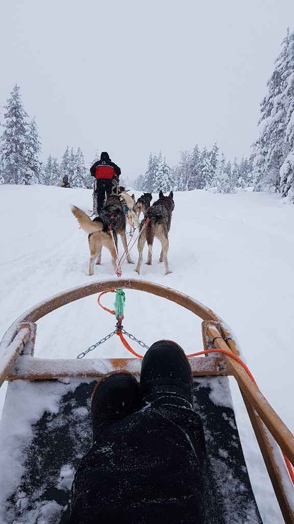 Voyage de noce en Laponie - 3