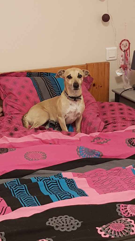 Votre animal de compagnie fera t'il parti du cortège ? - 1