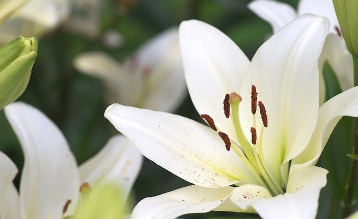 Le choix des fleurs - Le lys ANNULE