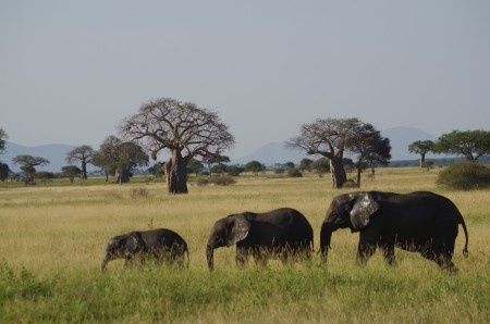 Les éléphants en mode Dalton