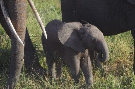 Un bébé éléphant