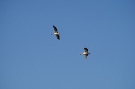 Des pélicans au coeur du Tarangire