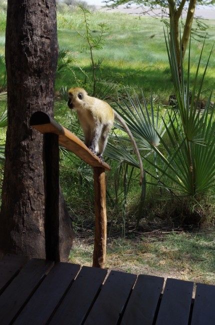 Kisima Ngeda Tented Camp