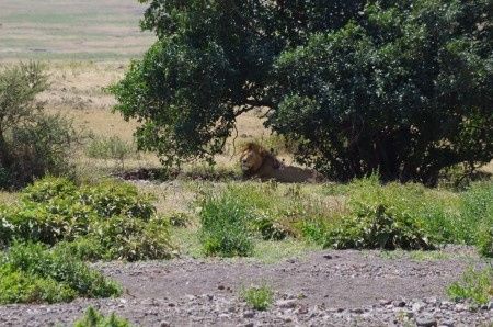 Ngorongoro