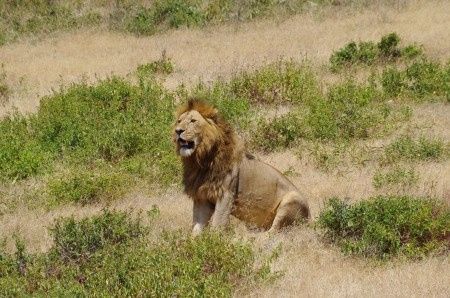 Ngorongoro