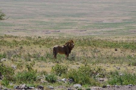 Ngorongoro