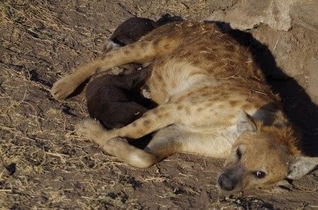 Ngorongoro