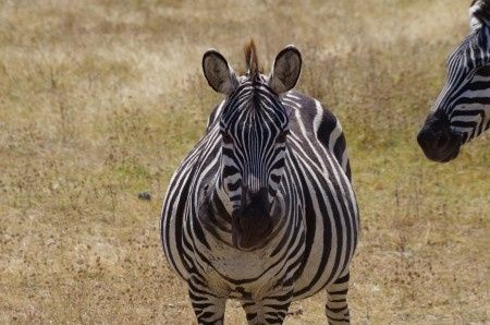 Ngorongoro