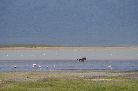 Ngorongoro