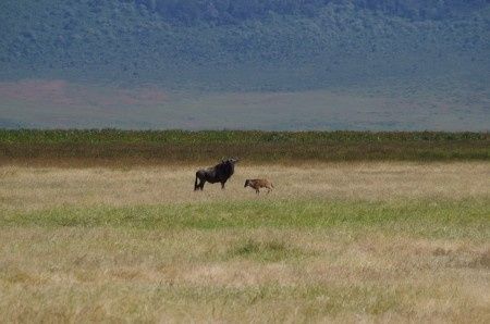 Ngorongoro