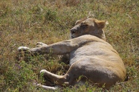 Ngorongoro