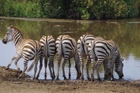 Serengeti