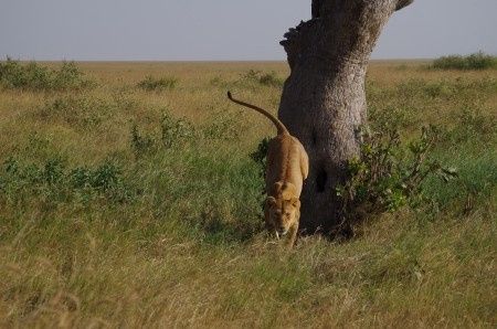 Serengeti