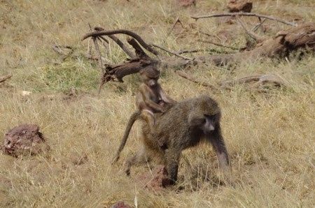 Manyara