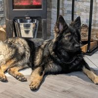 Ton animal de compagnie, présent le jour J ? - 1