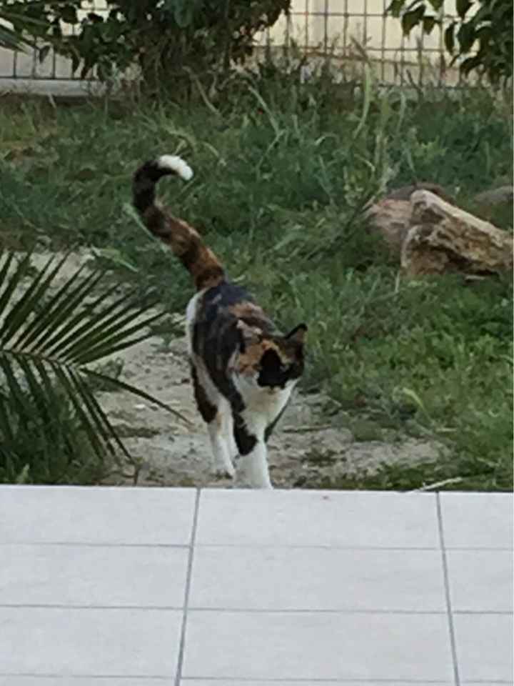 Vos animaux de compagnie ! - 3