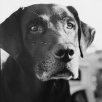 Vos animaux de compagnie ! - 1