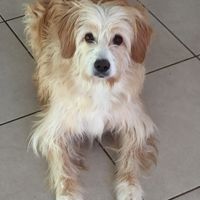 Vos animaux de compagnie ! - 2