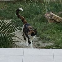 Vos animaux de compagnie ! - 3