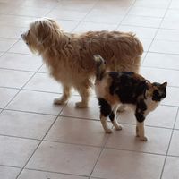 Vos animaux de compagnie ! - 4