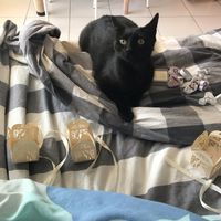 Boîtes pour les cadeaux des invités - 2