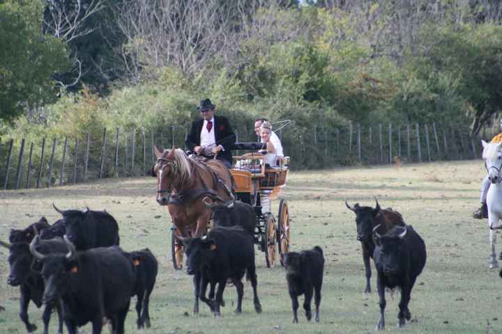 en calèche au milieu des taureaux