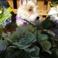 petit Lou et nos bagues 