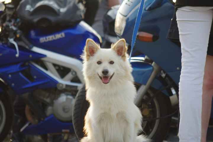 Flocon, boule d'amour ! 