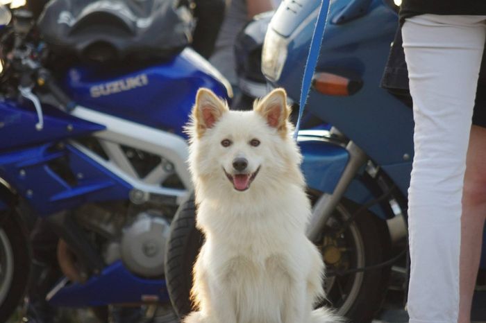 Flocon, boule d'amour ! 