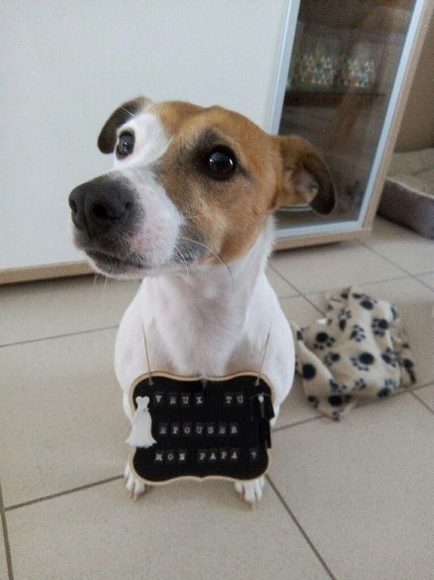Un joli collier pour les photos avec notre petite chienne! - 1