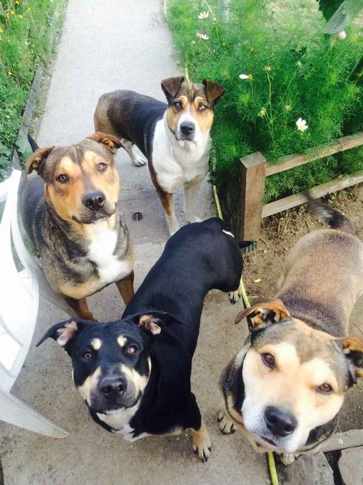 10 photos de chiens qui s'incrustent au mariage - 1