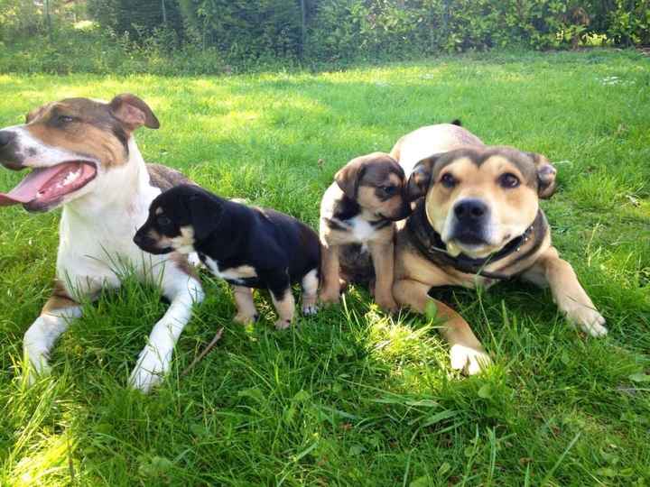 10 photos de chiens qui s'incrustent au mariage - 1