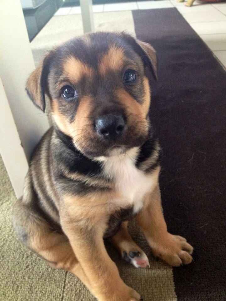 10 photos de chiens qui s'incrustent au mariage - 2