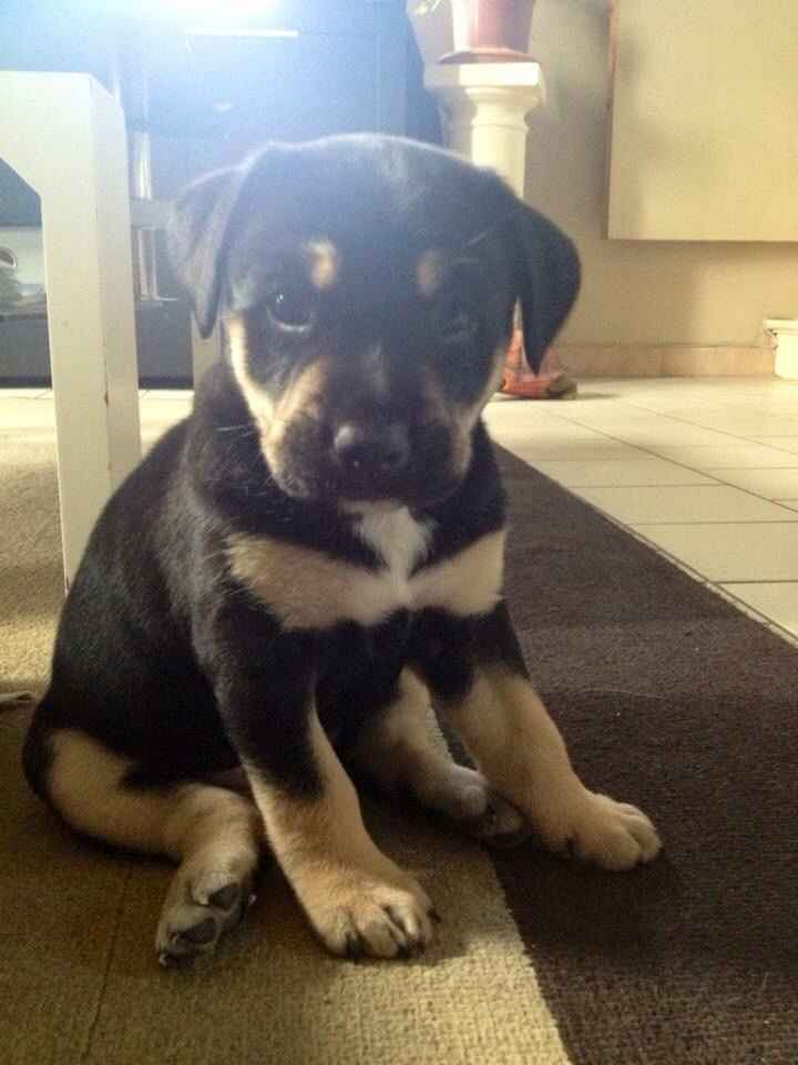 10 photos de chiens qui s'incrustent au mariage - 3