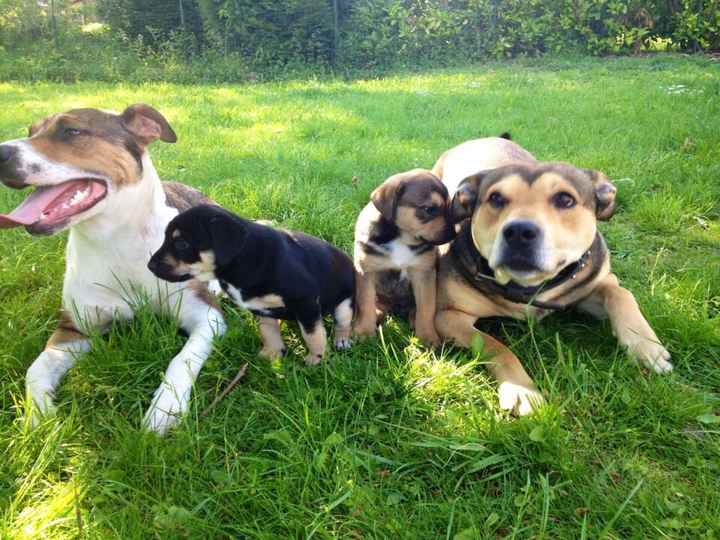 Votre petit compagnon - 1