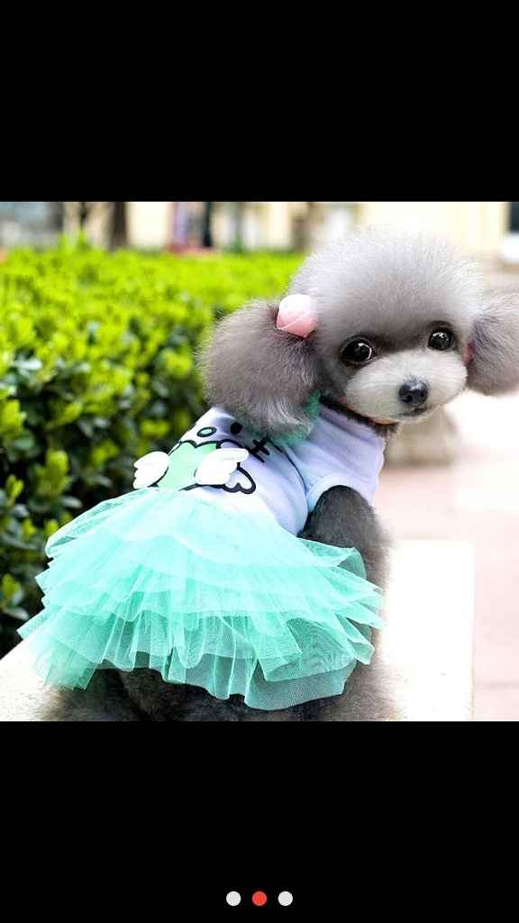 Faites participer votre chien au save the date - 1