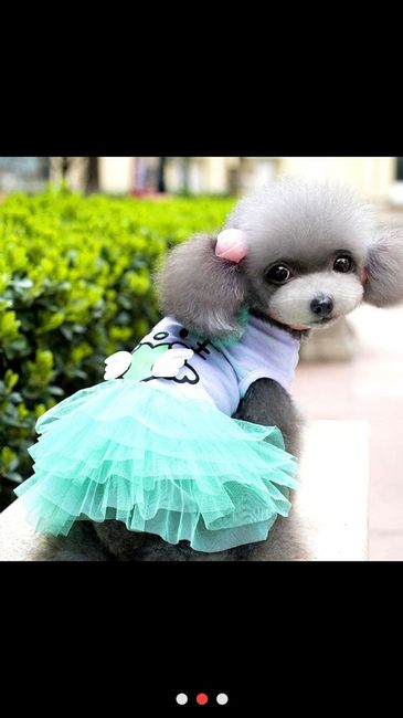 Faites participer votre chien au save the date - 1